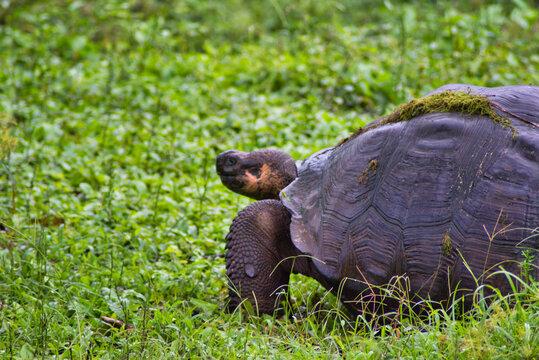 Tortugas gigantes de las islas Galapagos en Ecuador