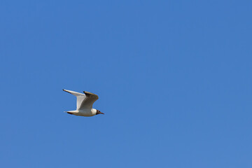 Black-headed gull flies against the blue sky