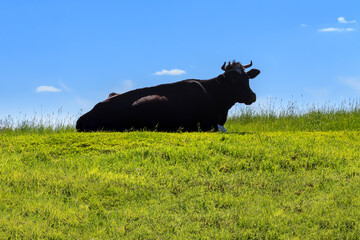 Silhouette of a cow lying on the grass against the background of the sky