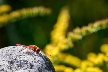 Red Cardinal Meadowhawk dragonfly perched on a sun warmed rock in a garden
