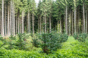 Fototapeta na wymiar Neubepflanzung im Nadelwald