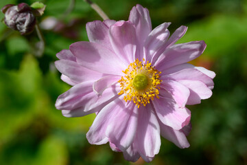 Obraz premium Closeup of pink Japanese Anemone blooming in a garden, as a nature background 