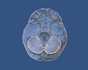 Engraved drawing and wireframe brain on bottom view illustration