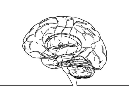 Human brain anatomy doodling drawing isolated on white BG