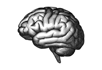 Black woodcut drawing brain isolated on white BG