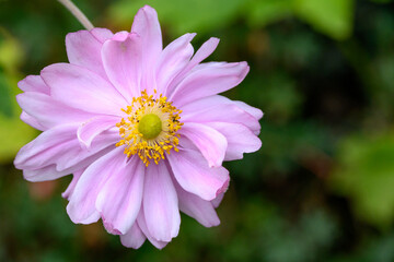 Obraz premium Closeup of pink Japanese Anemone blooming in a garden, as a nature background 