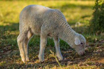 Naklejka na ściany i meble Cute Merino sheep in a farm pasture land in South Africa