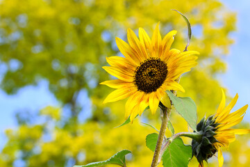 Happy bright yellow sunflower against a yellow and green fall tree background 
