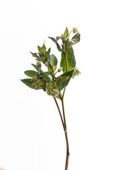 Branch of green hellebore flower isolate on white background, greeting card, selective focus