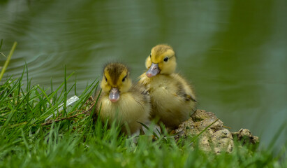 Cute adorable mallard duckling in a pond at a farm