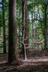 Toter abgestorbener Baum