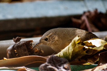 Cambaxirra - Troglodytes aedon