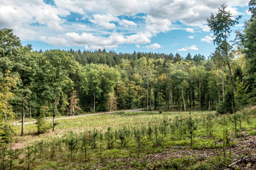 Fototapeta na wymiar Wiederaufforstung durch Neubepflanzung im Mischwald