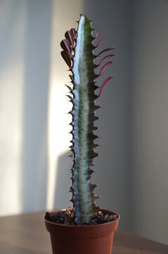 Euphorbia Trigona