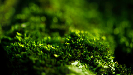 Banner from the texture of rich green moss in the rays of the sun, macro. There is a space for text.