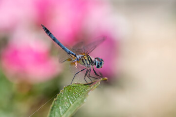 Fototapeta na wymiar Male Blue Dasher Dragonfly in Rose Garden in Early Fall
