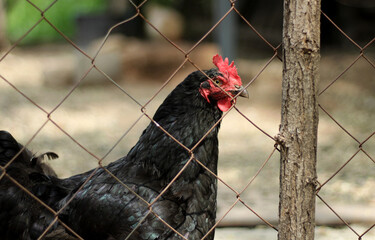 Black domestic chicken in a chicken coop
