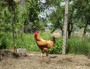 A rooster in a chicken coop