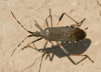 Bug (Dicranocephalus albipes)