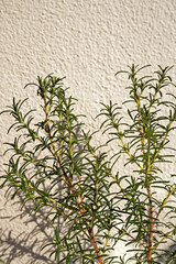Fresh rosemary plant growing in the balcony