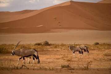 Oryx, Sossusvlei, Namib Naukluft National Park,Namibia