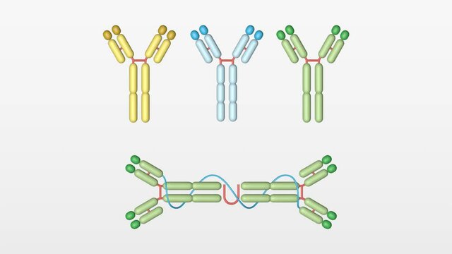 Modelo de an&aacute;lisis de familia de anticuerpos IgG en 3D. Cl&iacute;nica de an&aacute;lisis.
