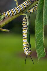 Multiple Monarch Caterpillars Feeding on Tropical Milkweed in Butterfly Garden in Louisiana