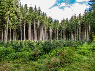 Neubepflanzung im Nadelwald