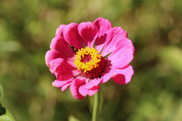 Hiding in the Petals