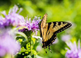 Butterfly on a flower