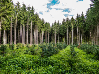 Neubepflanzung im Nadelwald