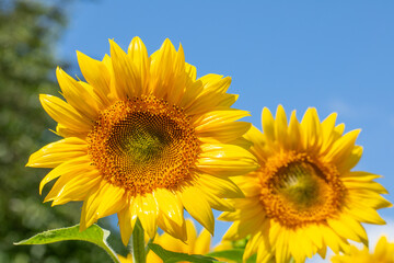 Two large sunflower flowers on a background of blue sky.