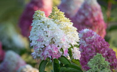 Obraz premium Red-white hydrangea flower close up. Selective focus.