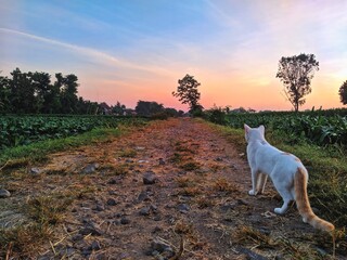 cat in the sunset