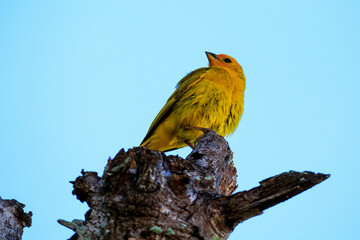 Canary