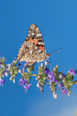 Macro Photo of Painted Lady Butterfly Feeding on Nectar of Vitex Flowers
