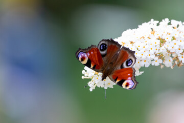 Obraz na płótnie Canvas Butterfly Aglais io sits on a spirea flower