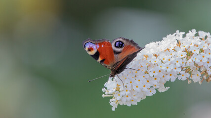 Butterfly Aglais io sits on a spirea flower