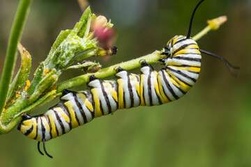 Closeup of Monarch Caterpillar Feeding on Tropical Milkweed in Louisiana Garden in Fall