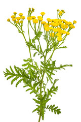 Common Tansy (Tanacetum vulgare)