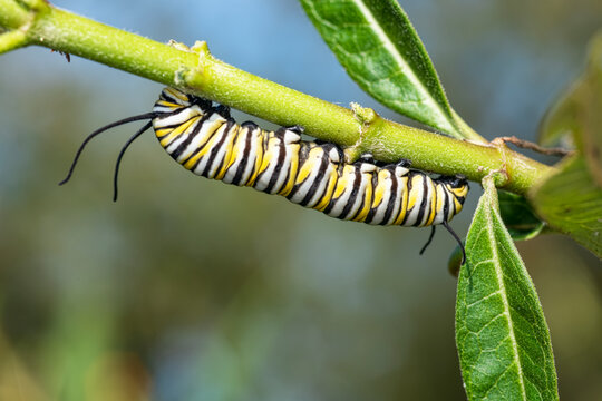 Monarch Caterpillar Feeding on Tropical Milkweed in Louisiana Garden in Early Fall
