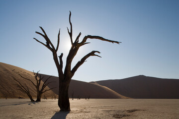 Dead Vlei, Sossusvlei,  Namib Naukluft National Park, Namibia