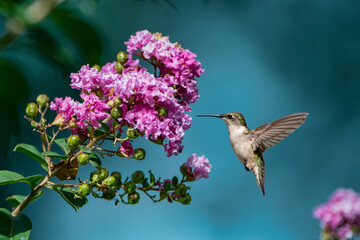 Ruby-Throated Hummingbird Hovering Near Blossoming Crepe Myrtle in Louisiana Garden in Early Autumn