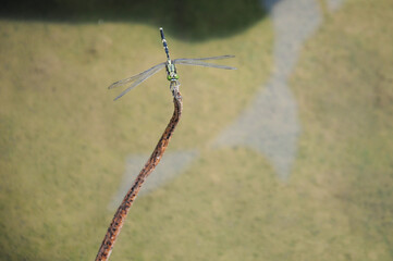 Dragonfly resting on the branch.