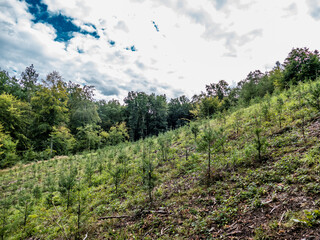 Fototapeta na wymiar Wiederaufforstung durch Neubepflanzung im Mischwald