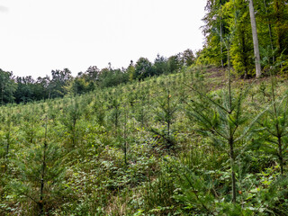 Wiederaufforstung durch Neubepflanzung im Mischwald