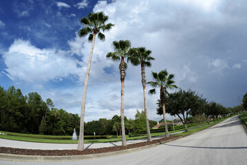 Beautiful palm trees and cloud in the summer of Florida	