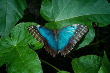 blue butterfly morpho sitting on green leaves at tropical forest