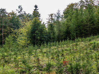 Wiederaufforstung durch Neubepflanzung im Mischwald