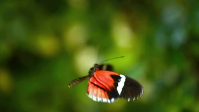 Tropical exotic butterfly Heliconius Erato in jungle rainforest flying on green leaves, macro close up. Spring paradise, lush foliage natural background, defocused greenery in the woods . 